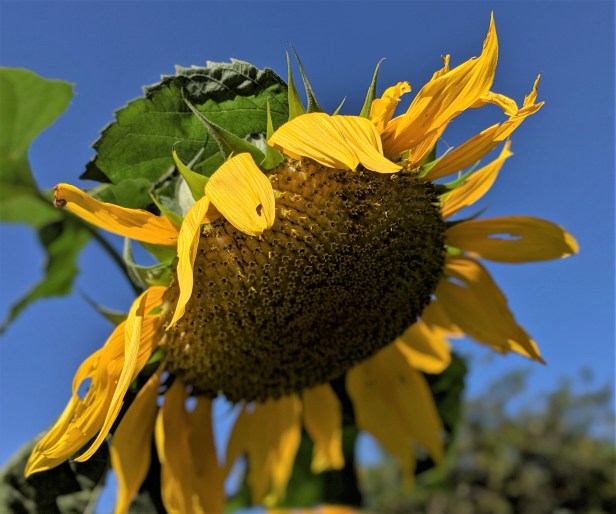 00100dPORTRAIT_00100_BURST20190915142207739_COVER