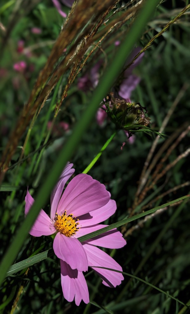 00100dPORTRAIT_00100_BURST20190915142558485_COVER