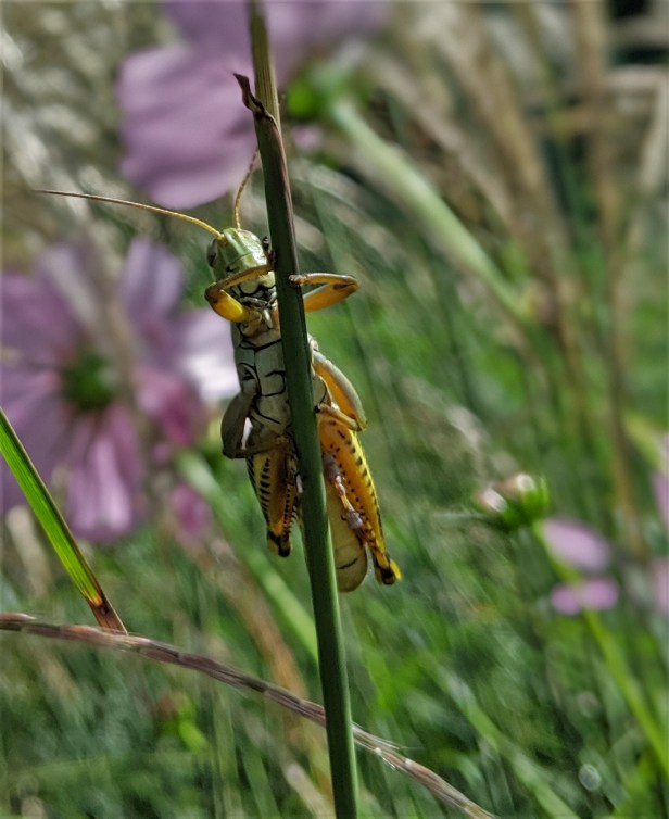 00100dPORTRAIT_00100_BURST20190915143726891_COVER