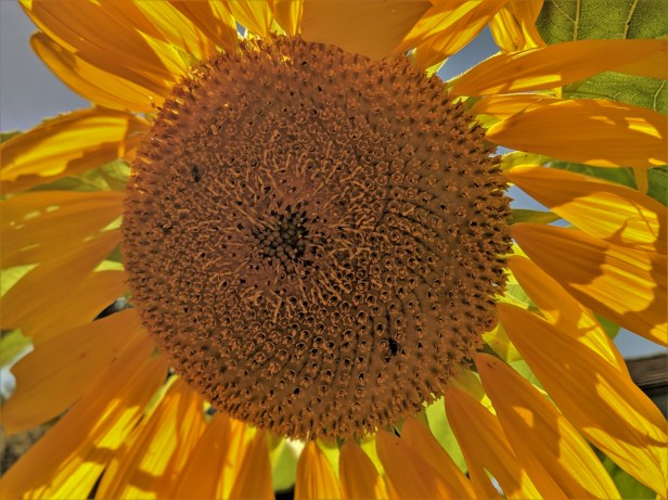 00100dPORTRAIT_00100_BURST20190915143901861_COVER